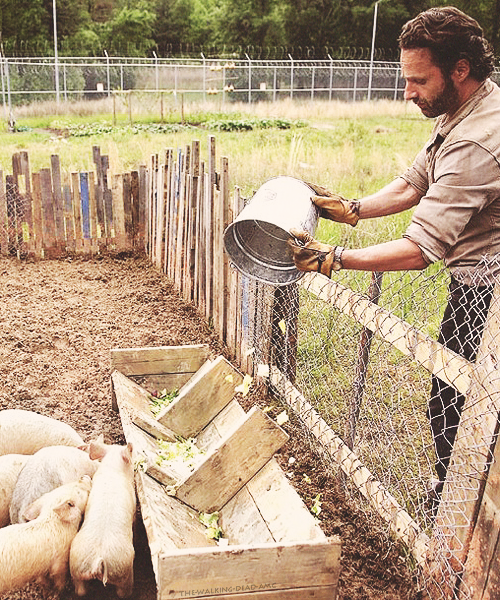 rick feeding pigs